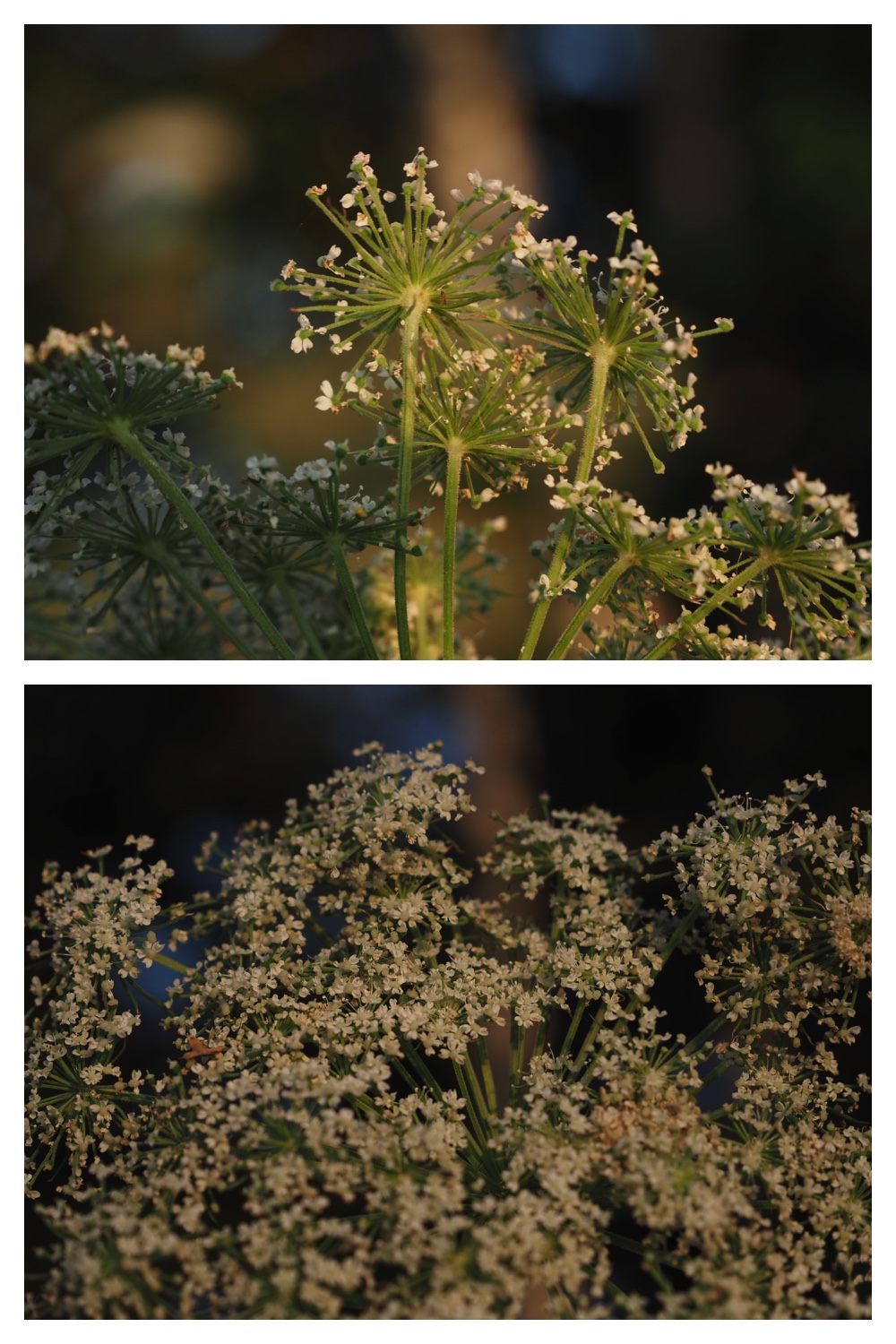 260908_Kikyou_39
