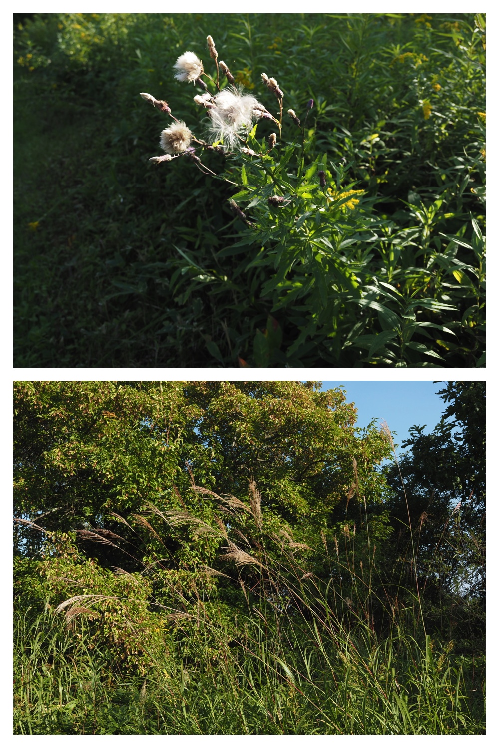 260908_Kikyou_6