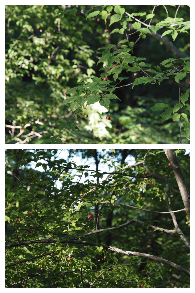 260911_Kunimiyama_26
