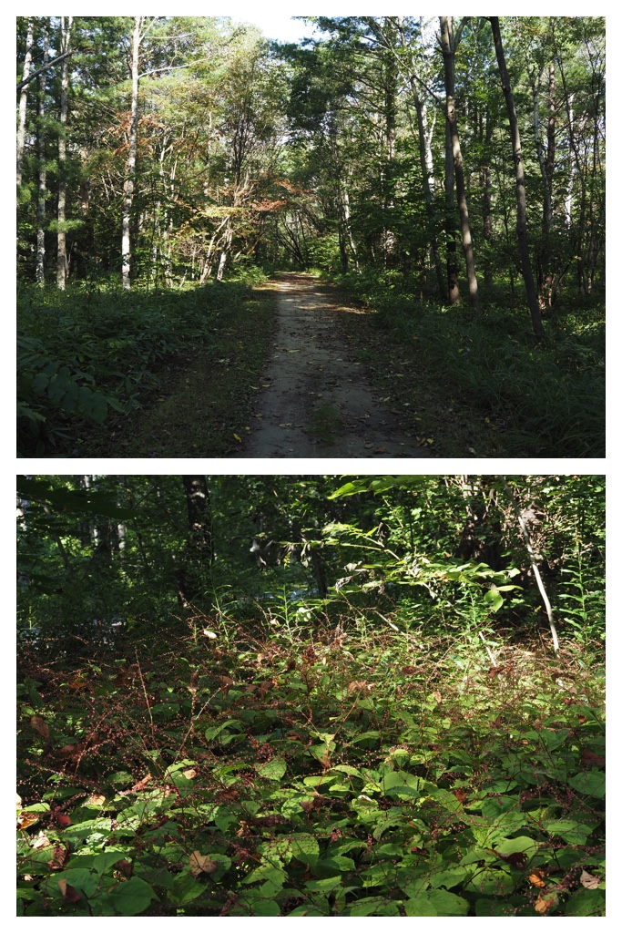 260913_Satoyama_1