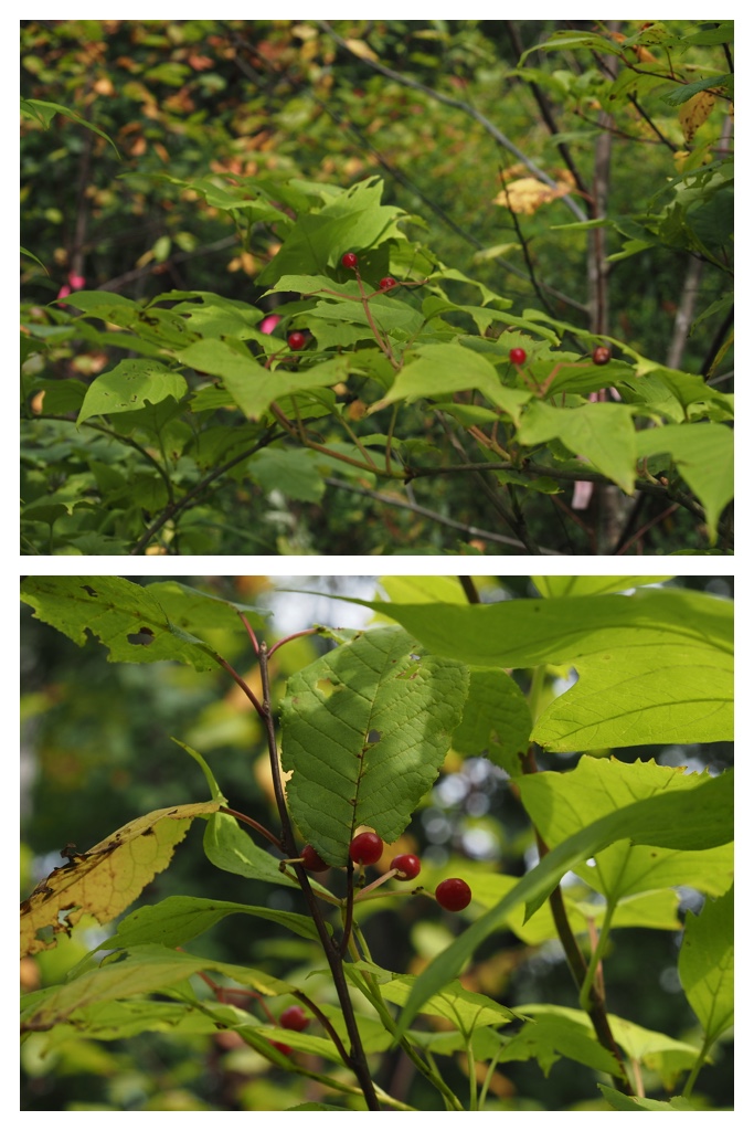 260913_Satoyama_16