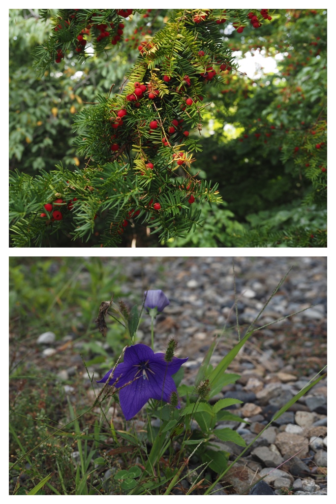 260914_Hasshounochi_10