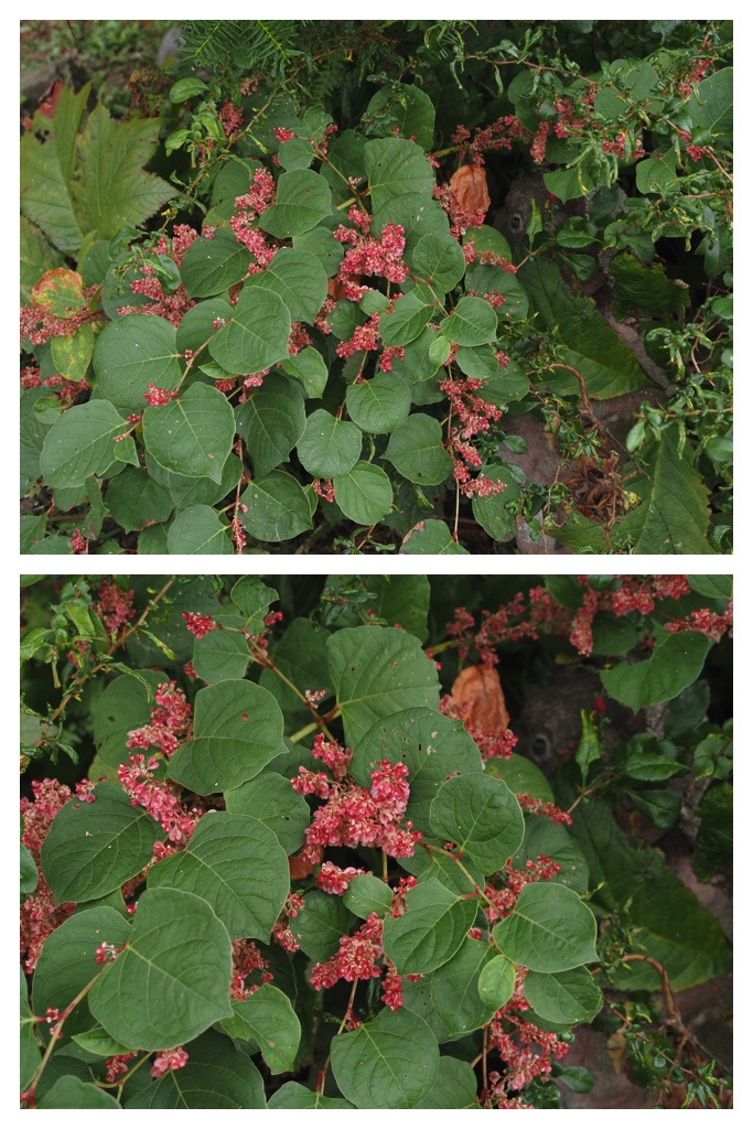 260914_Hasshounochi_9