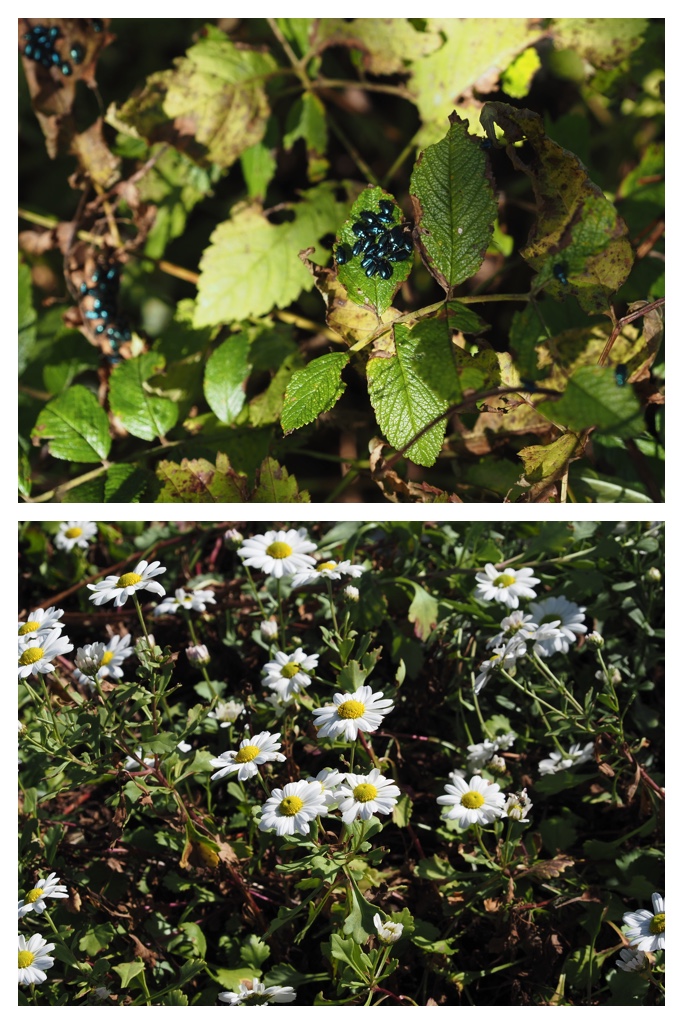 260929_Sennen-mori_35