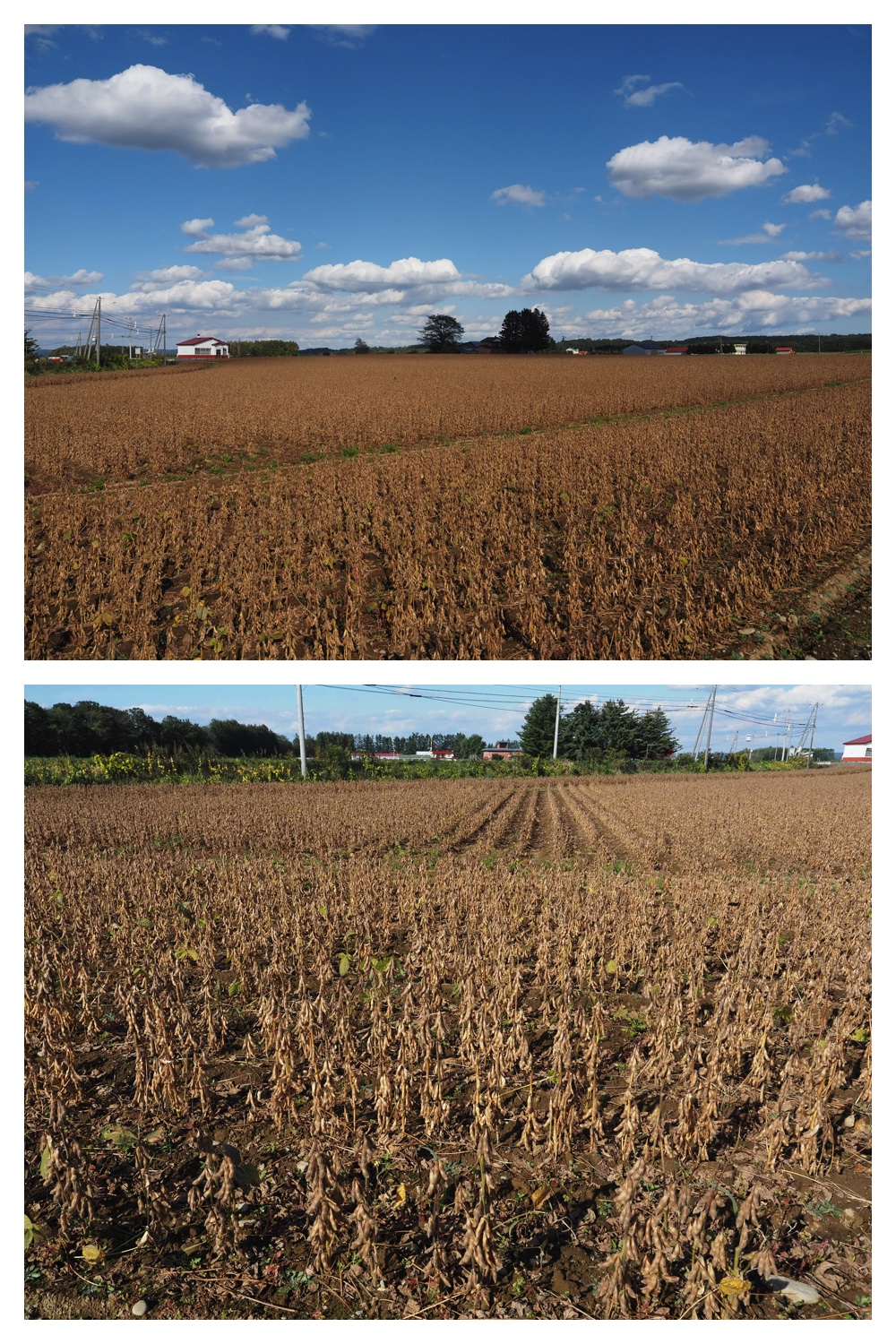 260930_Tokachi-hills_1