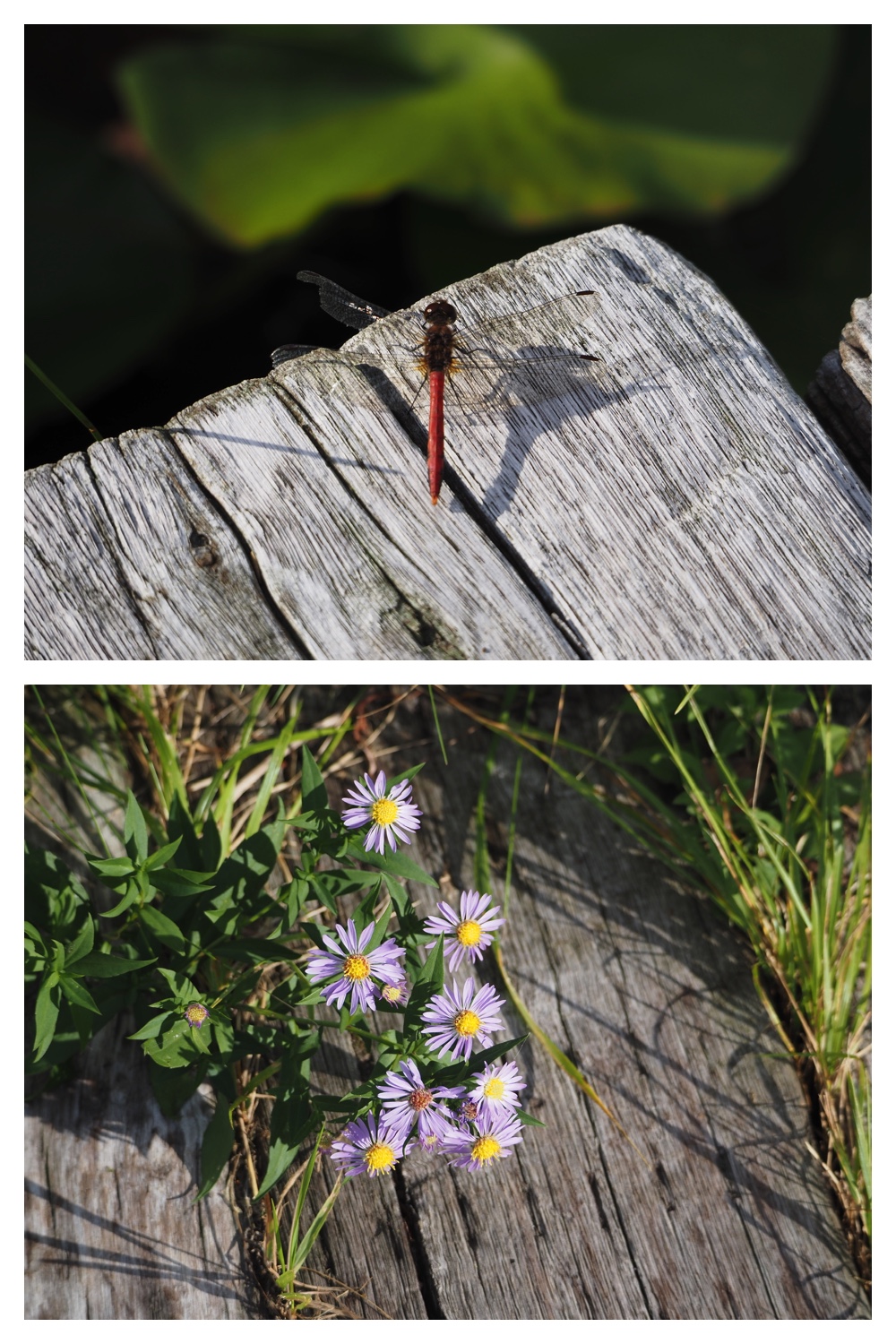 260930_Tokachi-hills_14
