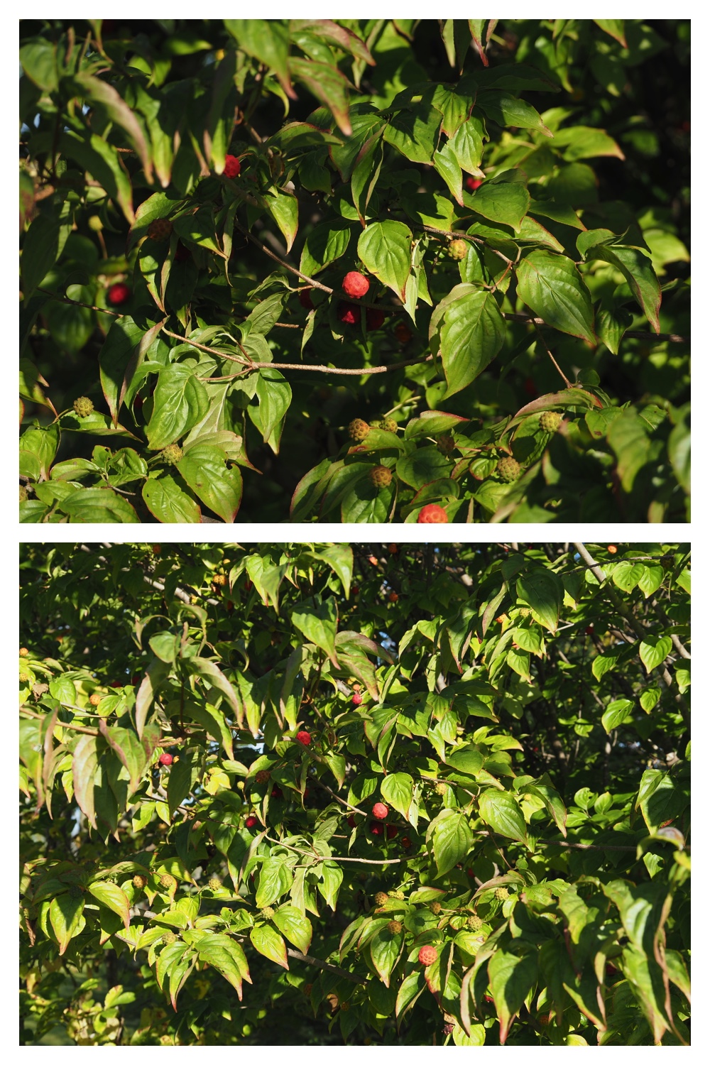 260930_Tokachi-hills_23