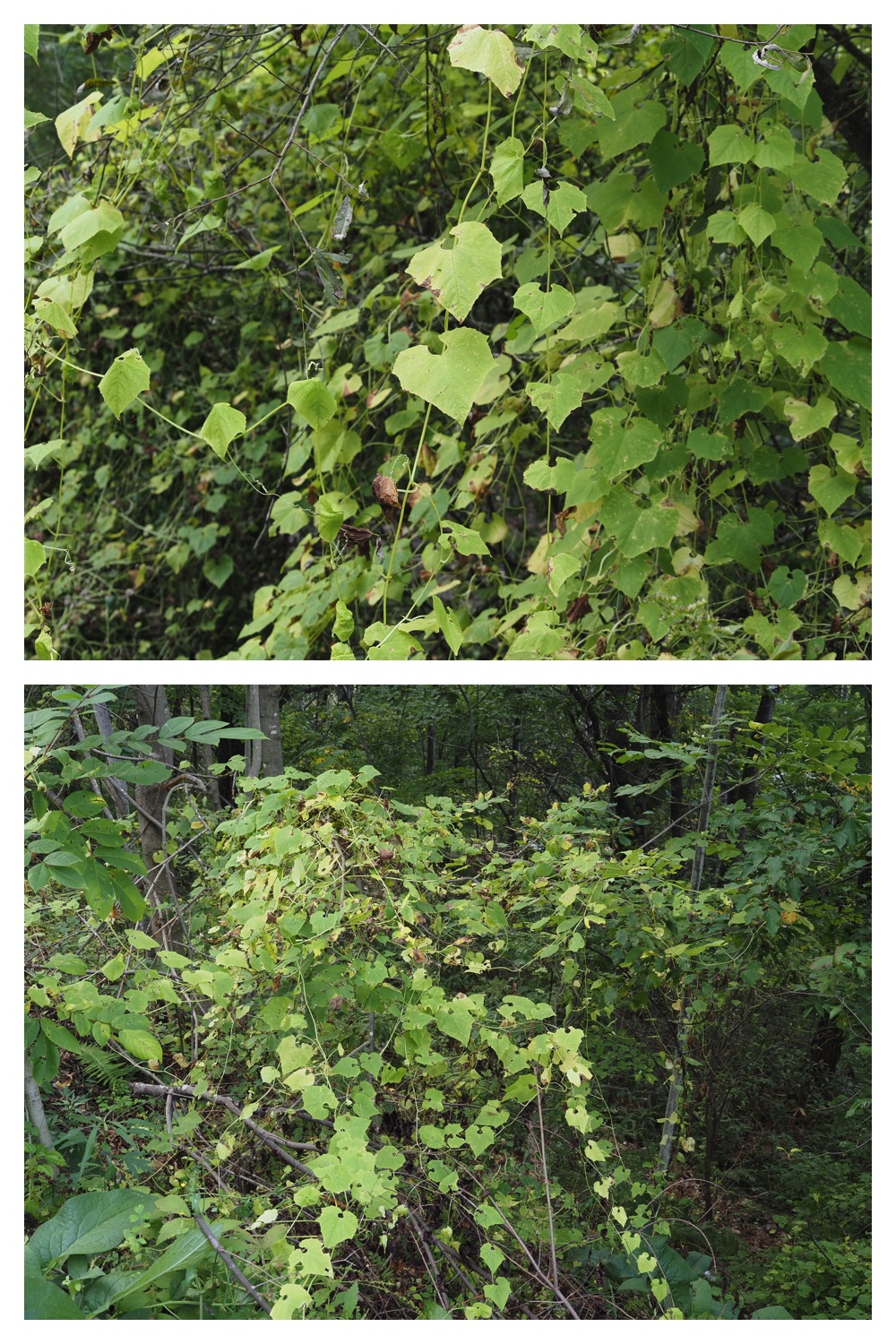 260930_Tokachi-hills_4