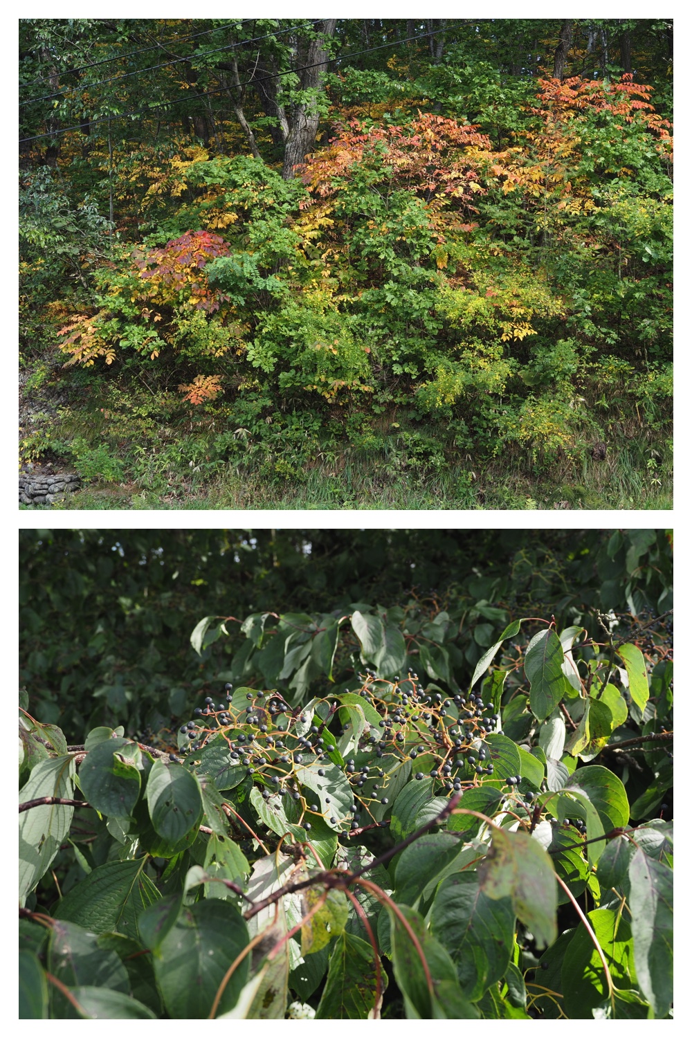 260930_Tokachi-hills_5