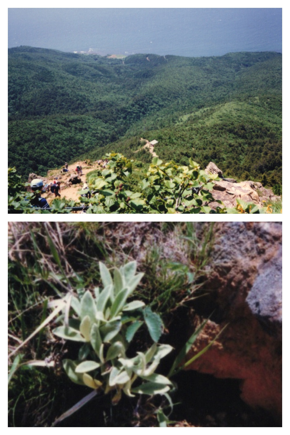 Apoi-view-4