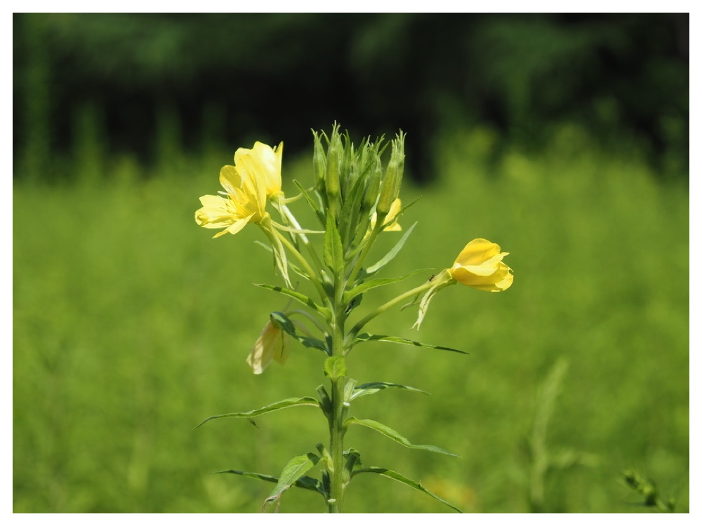 メマツヨイグサ