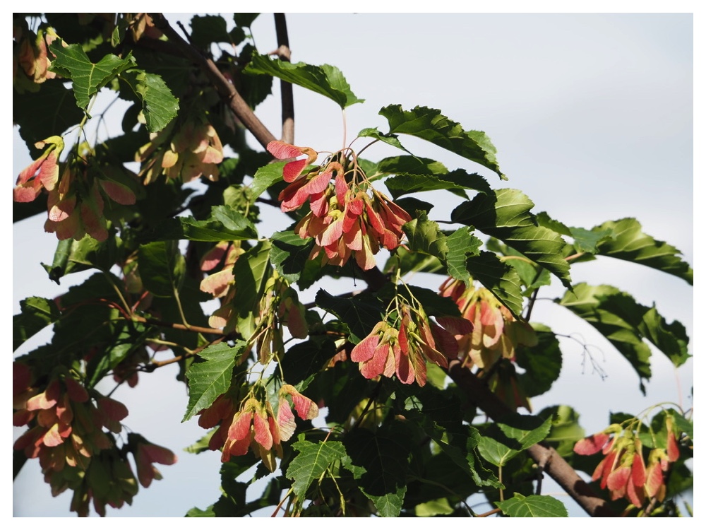 カラコギカエデ