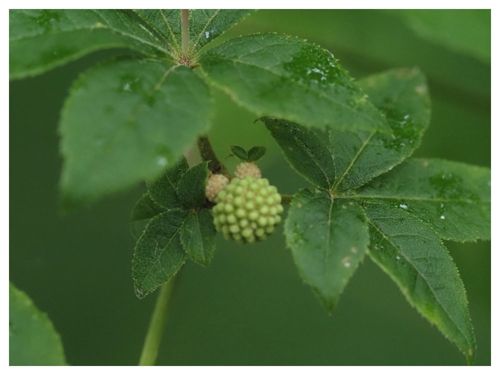ケヤマウコギの実