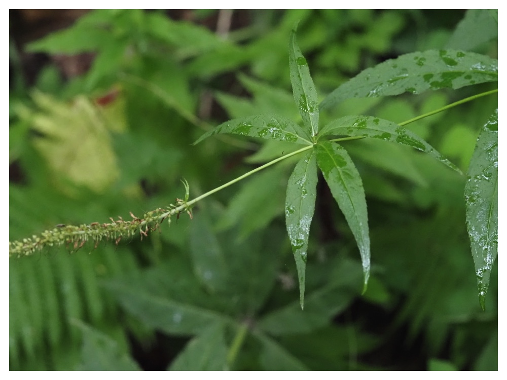 クガイソウの実