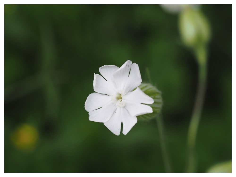 マツヨイセンノウ