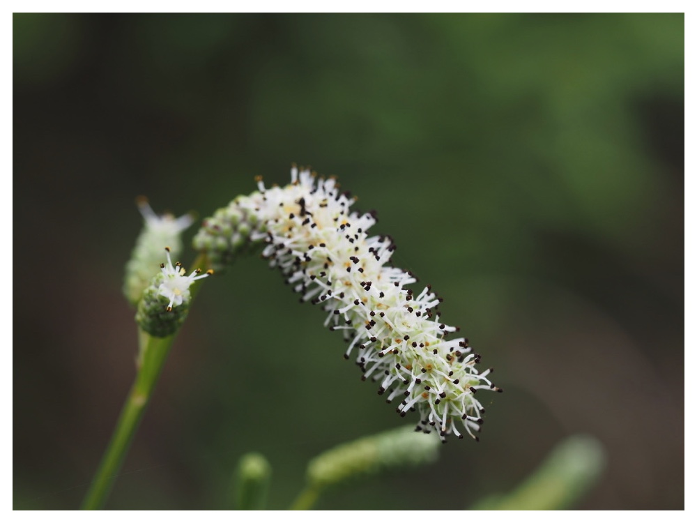 ナガボノシロワレモコウ