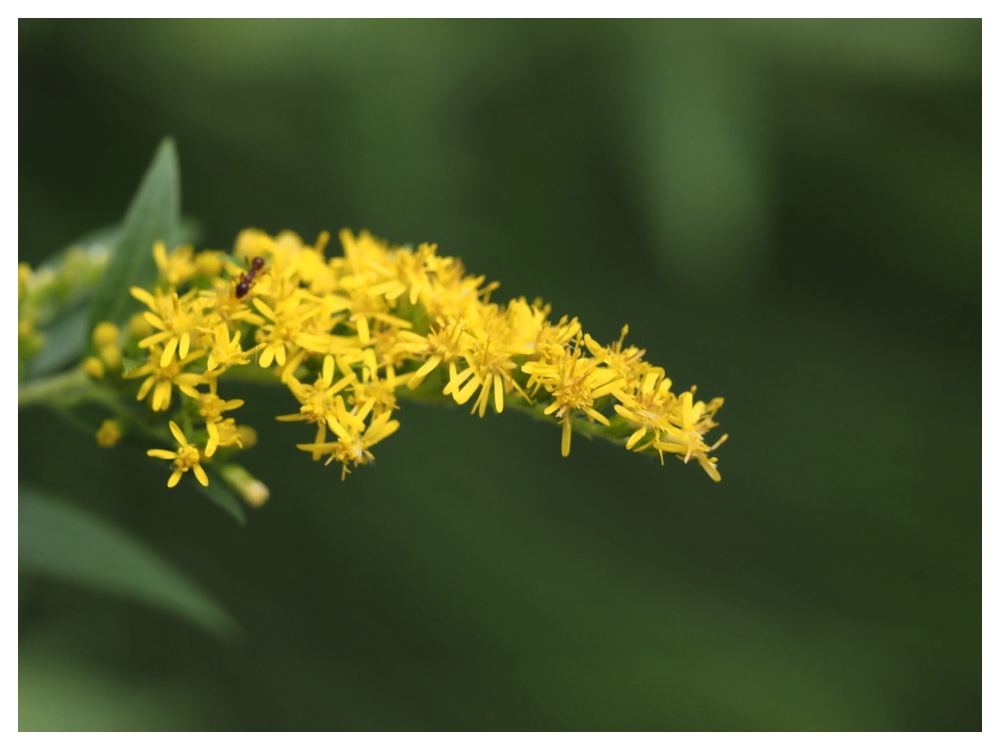 オオアワダチソウ