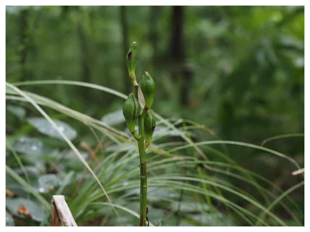 オオウバユリの実