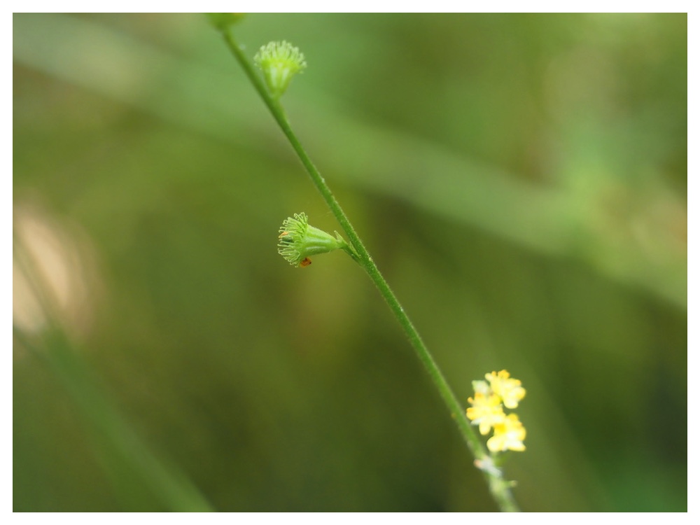 キンミズヒキの実