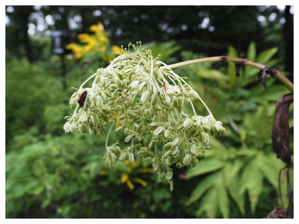 エゾニュウの実