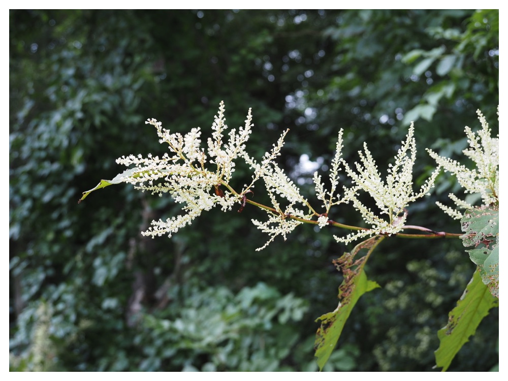 オオイタドリの花