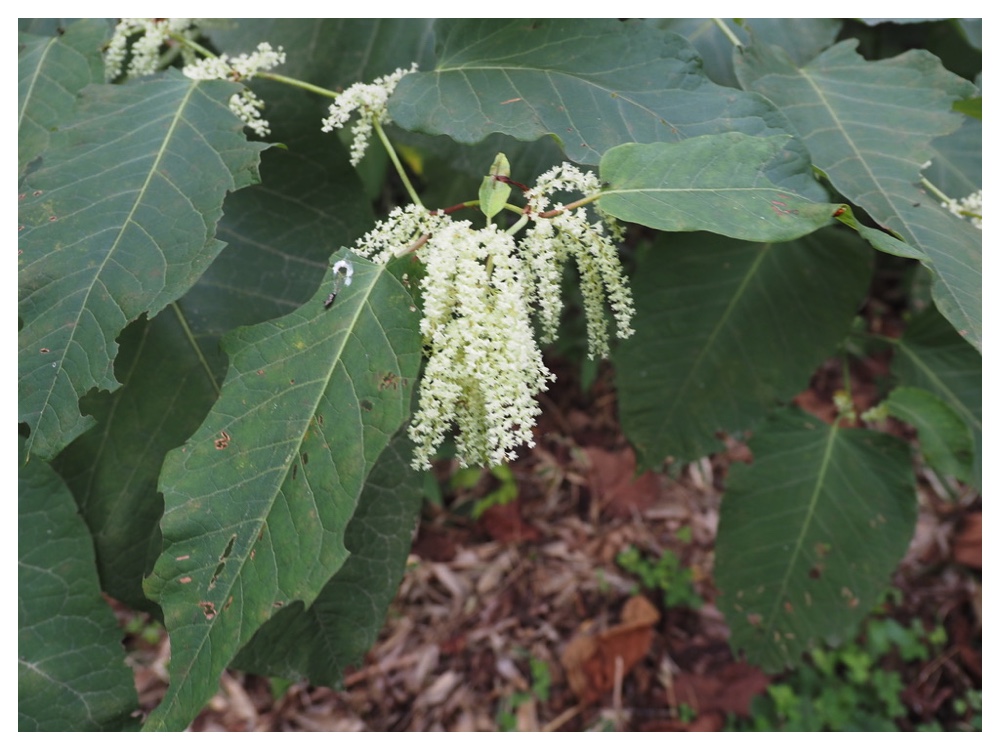 オオイタドリの実