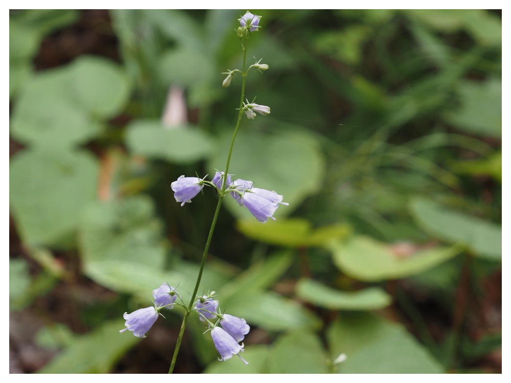 ツリガネニンジン