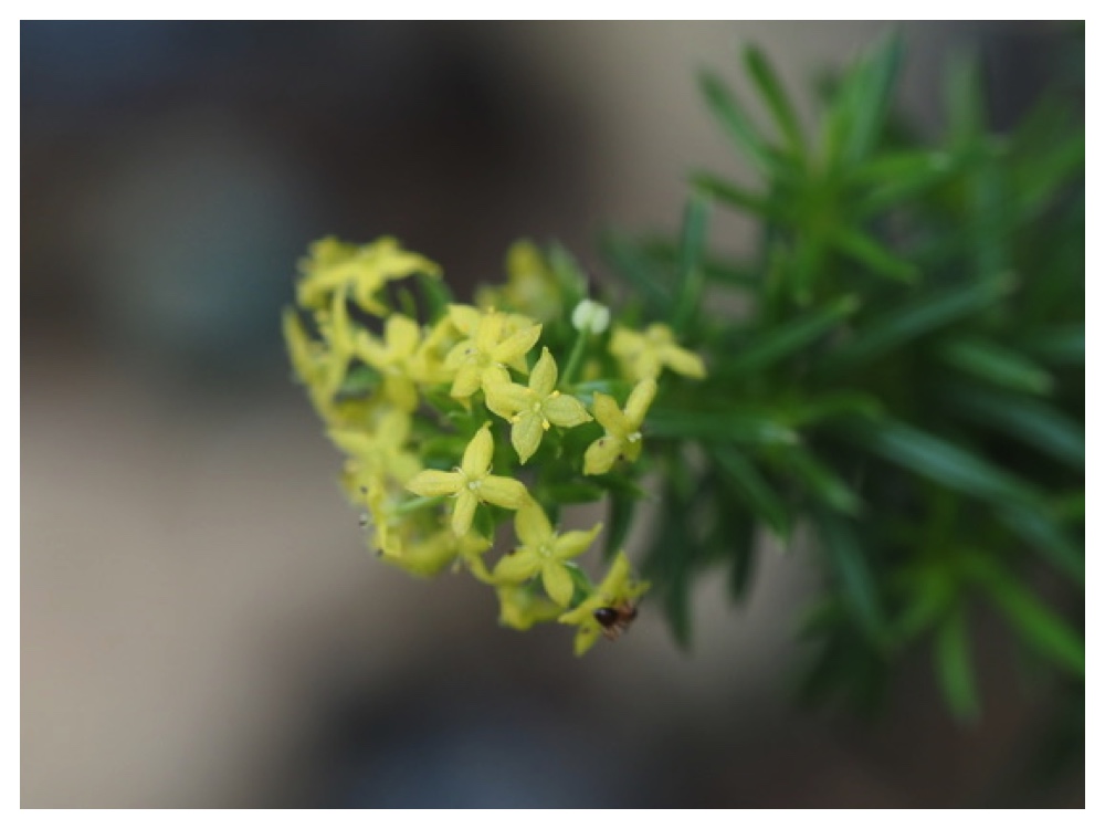 エゾノカワラマツバ