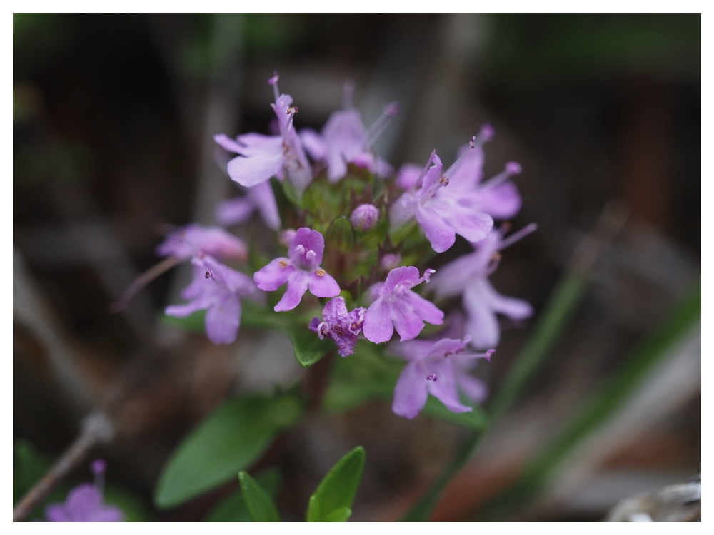 イブキジャコウソウ