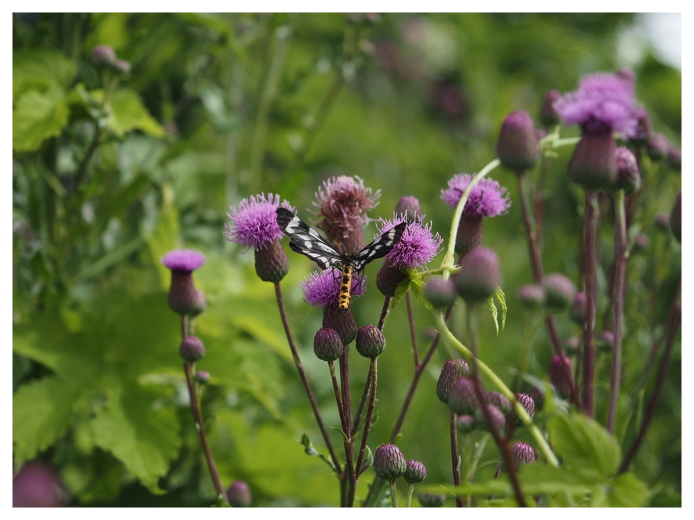 エゾノキツネアザミ