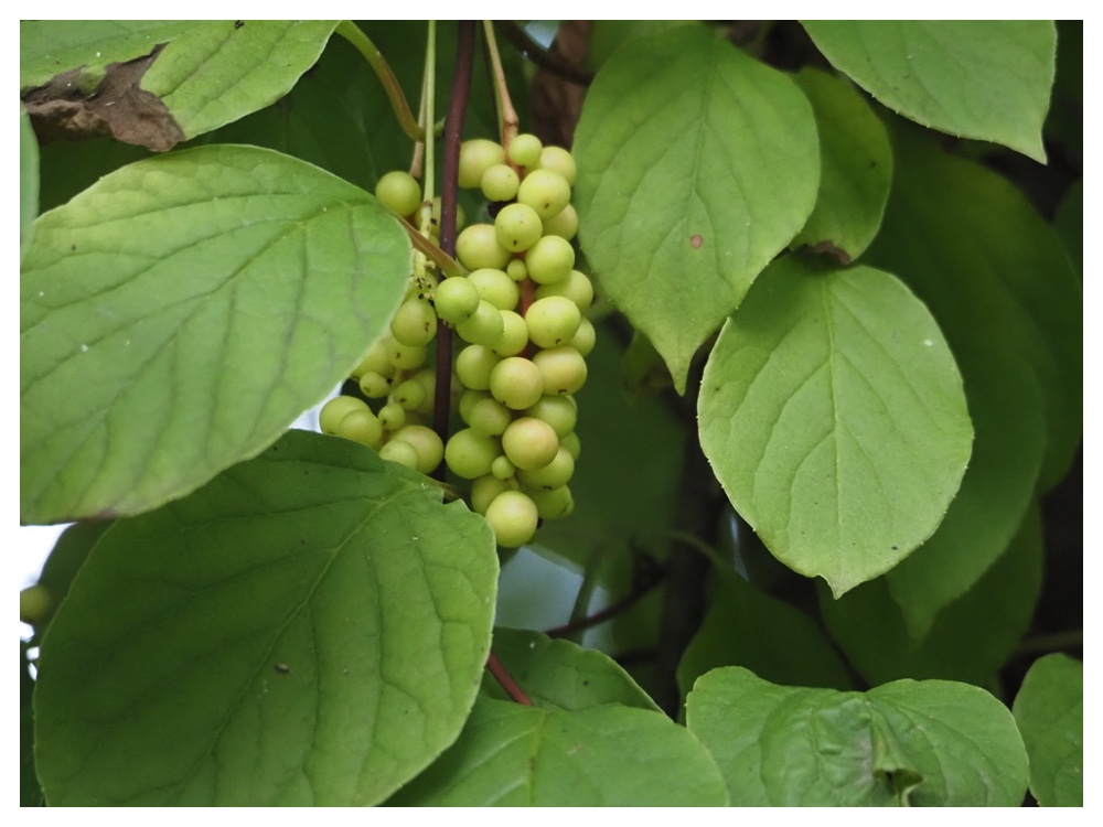 チョウセンゴミシ