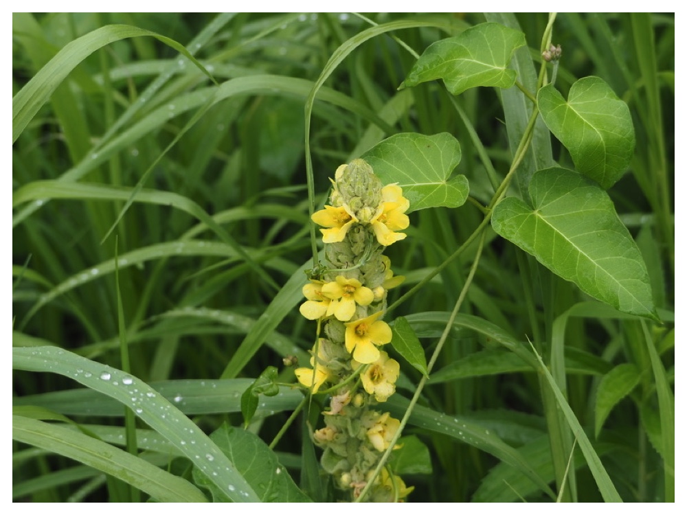 ビロードモウズイカ