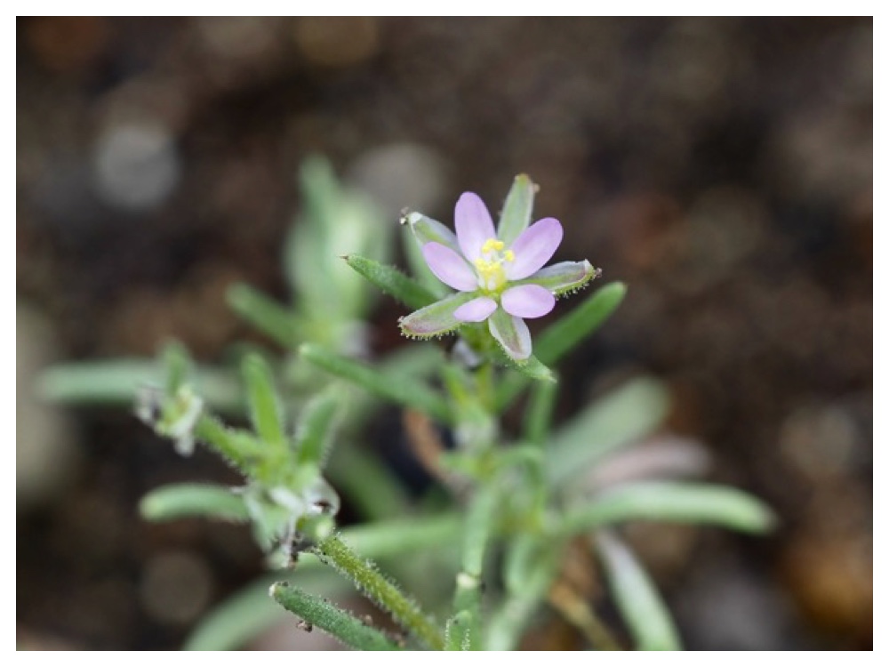 ウスベニツメクサ
