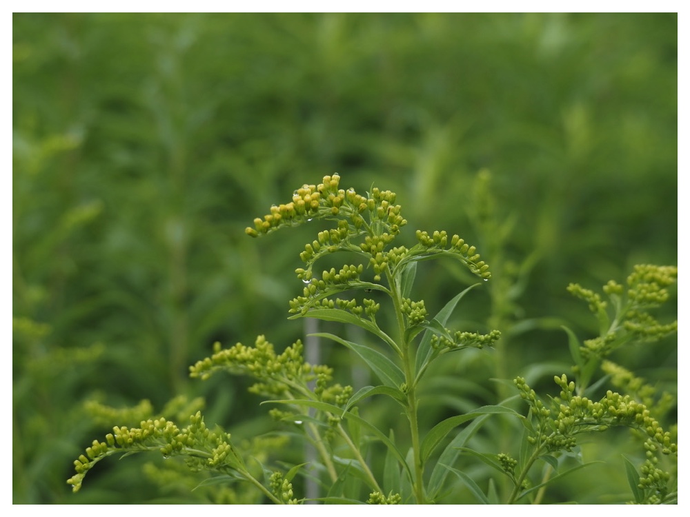 オオアワダチソウ