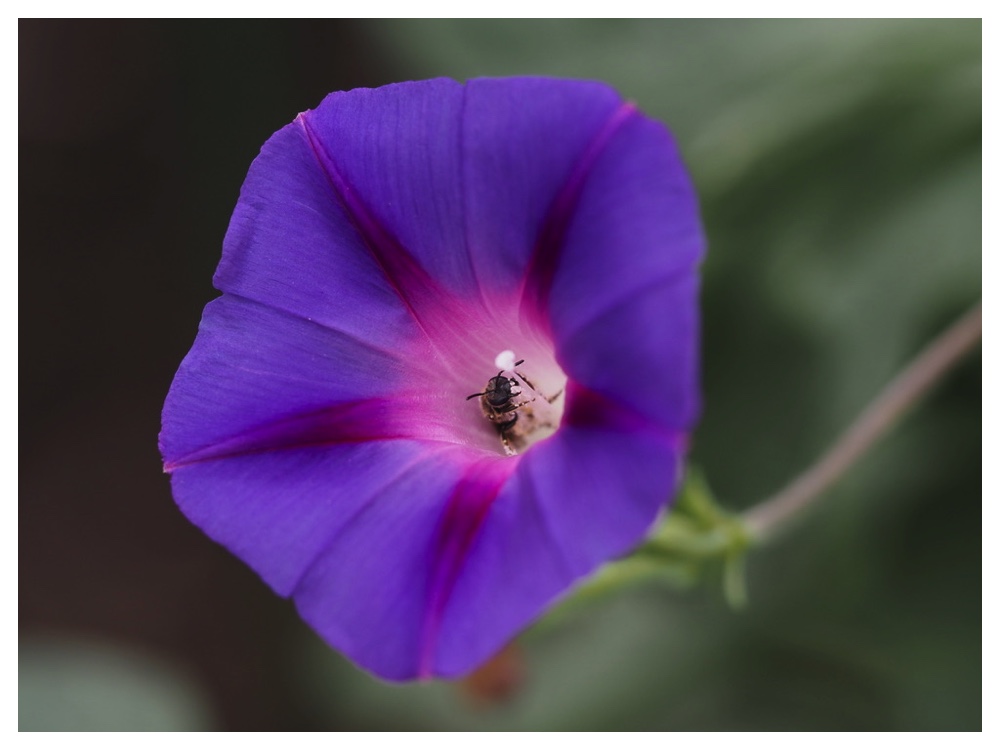 マルバアサガオ