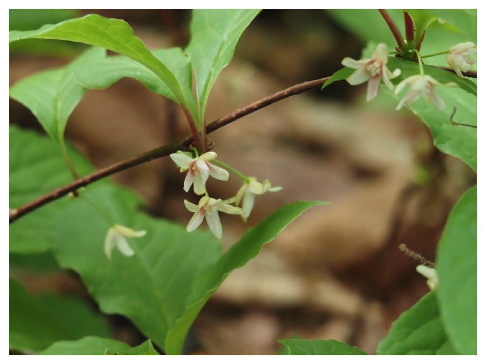 チョウセンゴミシ