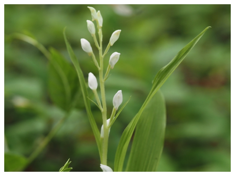 ササバギンラン