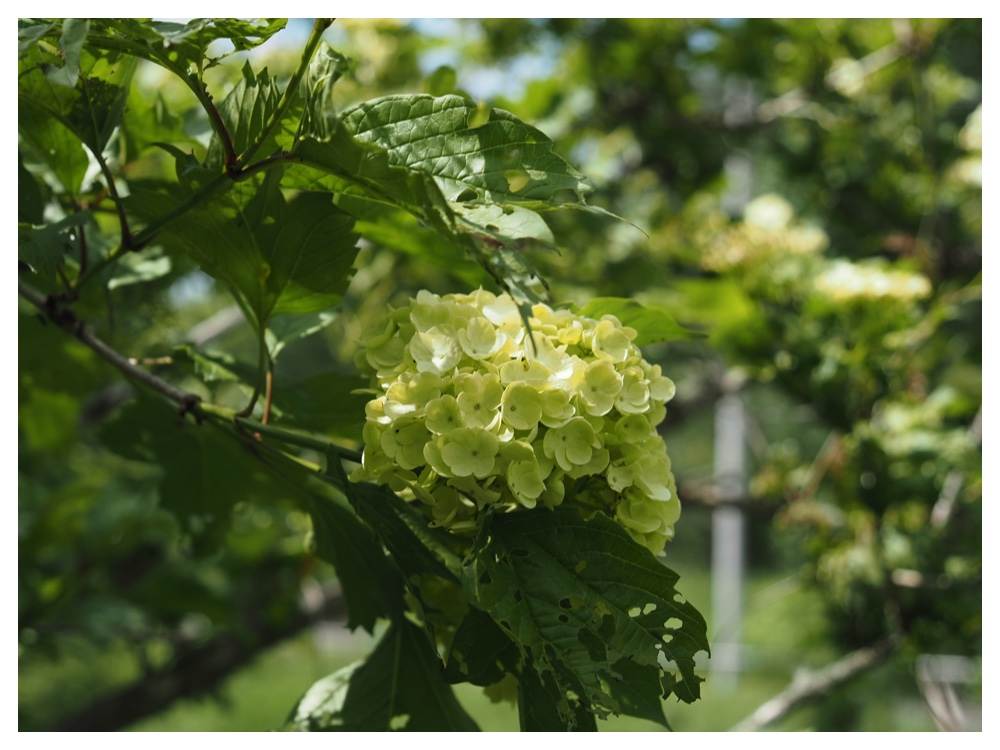 2テマリカンボク