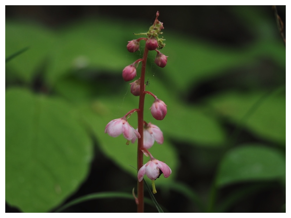 ベニバナイチヤクソウ