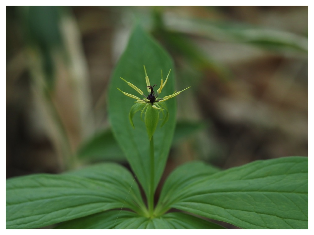 クルマバツクバネソウ