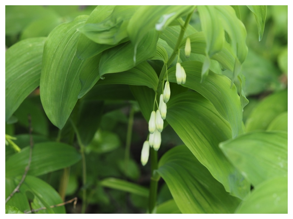 オオアマドコロ