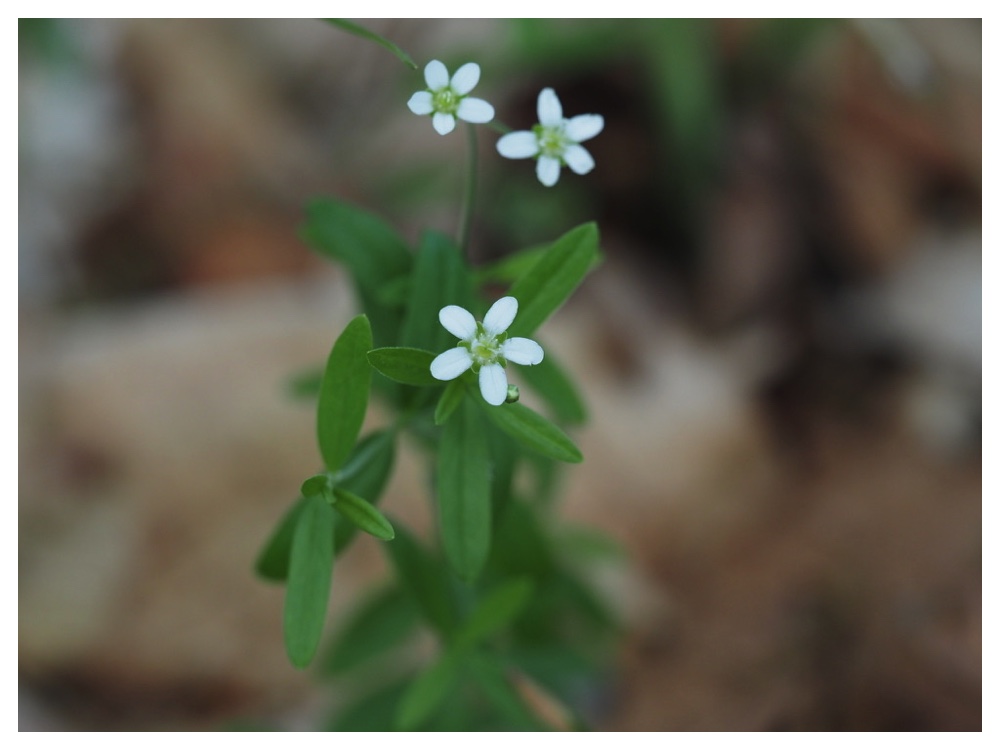 オオヤマフスマ