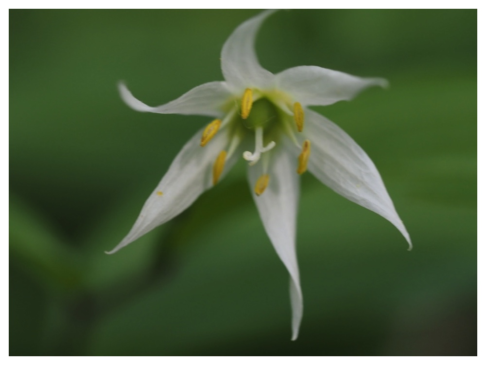 エダウチチゴユリ