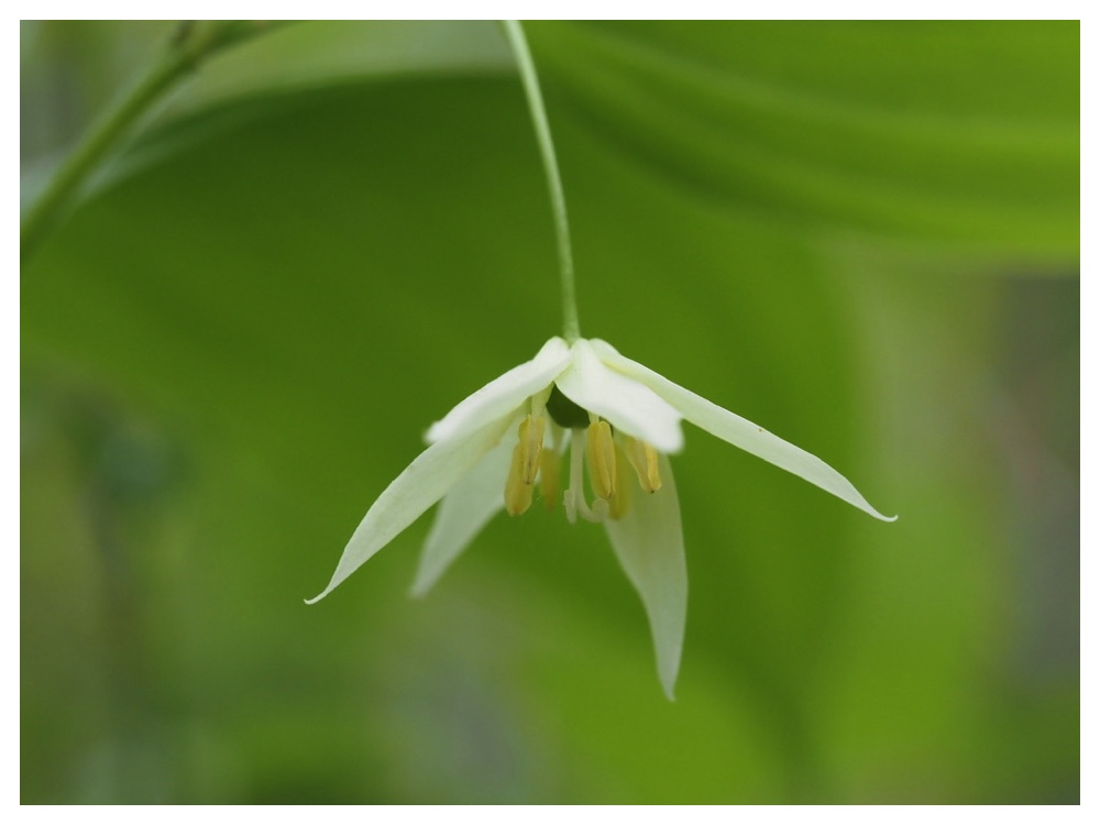 エダウチチゴユリ