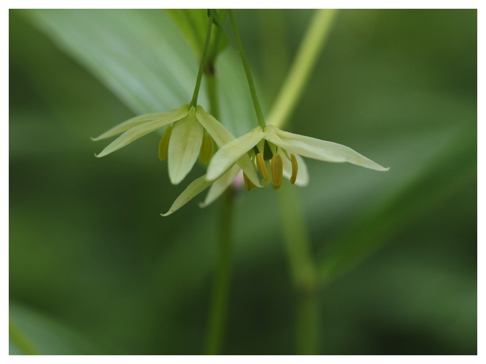 エダウチチゴユリ