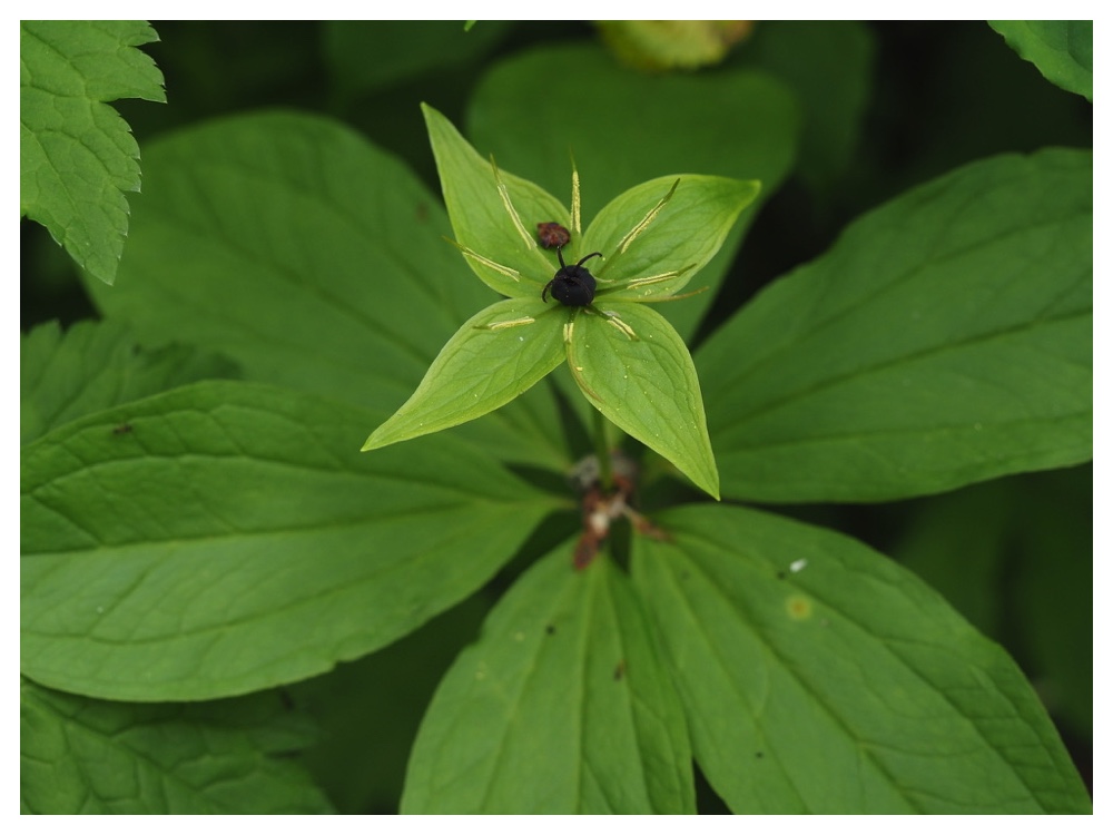 クルマバツクバネソウ