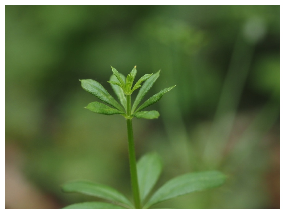 オオバノヤエムグラ