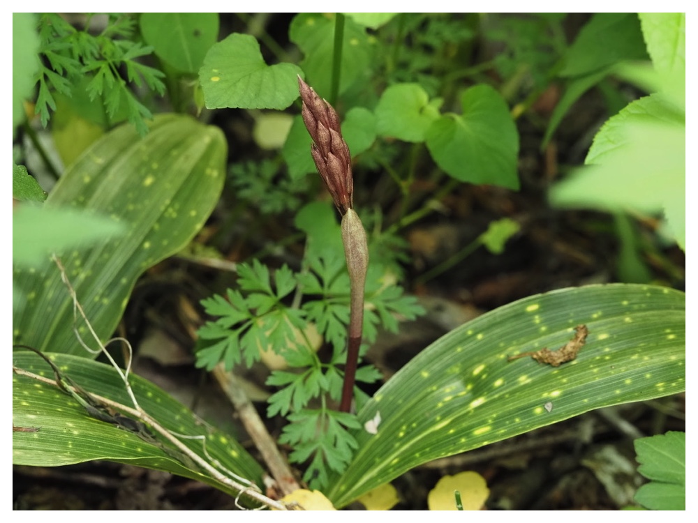 サイハイランの蕾