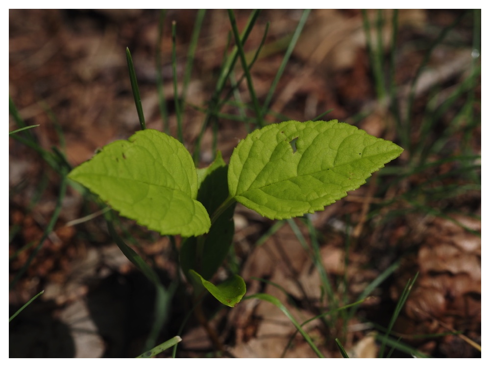 ヤチダモの芽生え