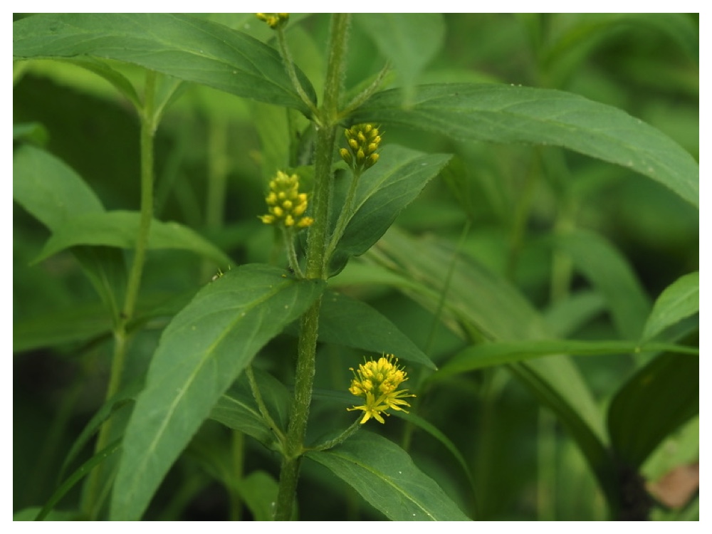 ヤナギトラノオ